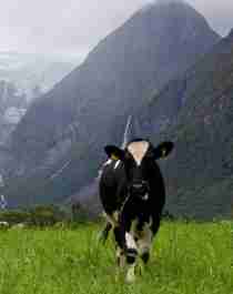 Cow in the Lodalen valley