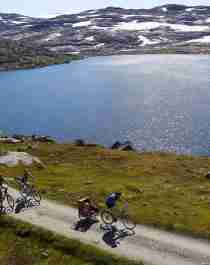 En grupp cyklister möter en flock getter på cykelvägen Rallarvegen i Fjord Norge