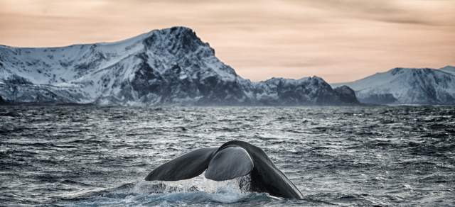 Whale tail coming out of the water, outside Andenes in Vesterålen, Northern Norway