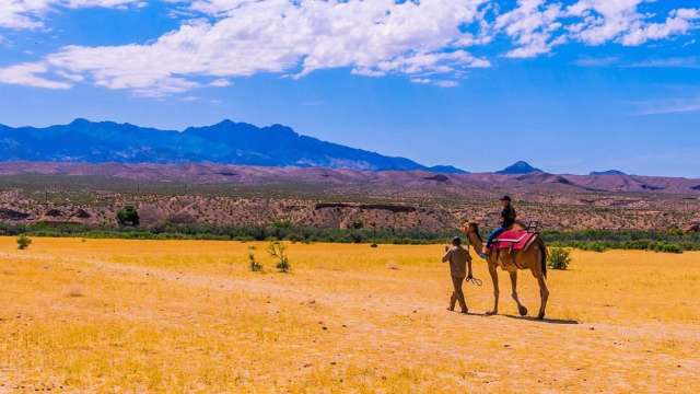 camel safari ride