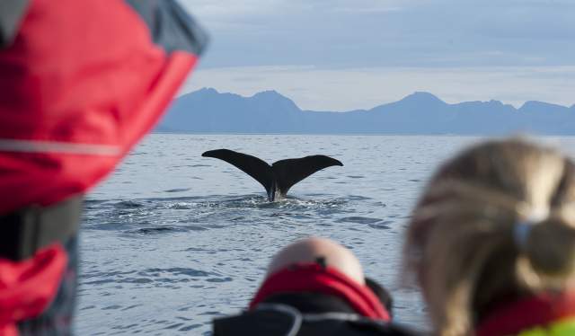 A group of people watching the tail of a whale from a boat in Vesterålen, Northern Norway