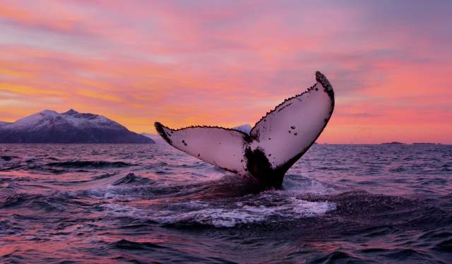 Go on a wildlife safari and see whales off the coast of Tromsø in Northern Norway
