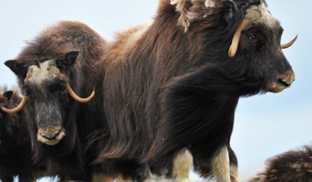 Musk oxen in Dovrefjell-Sunndalsfjella national park, Eastern Norway