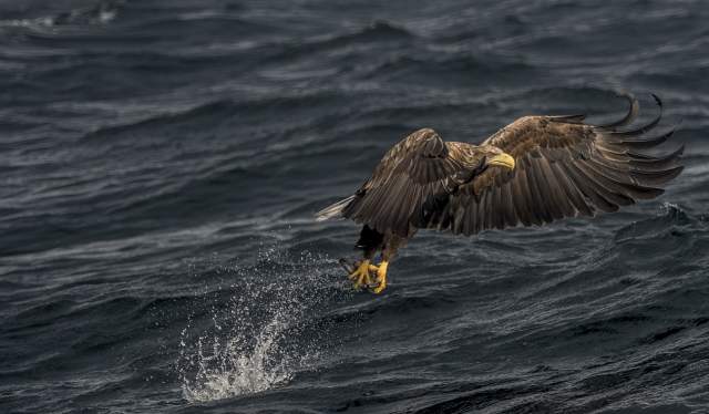 A sea eagle in Henningsvær in Lofoten, Northern Norway