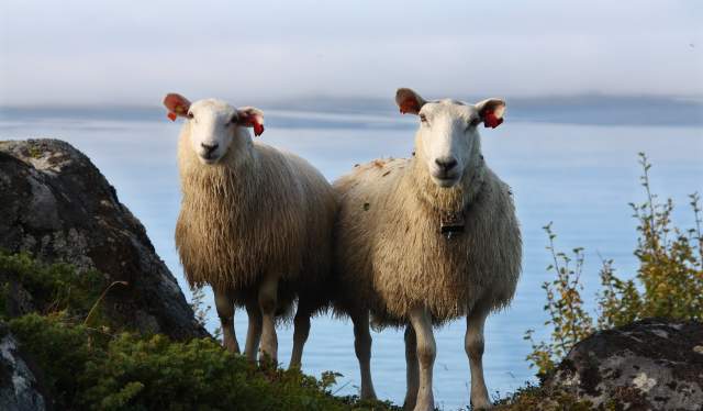 Two sheep in Lofoten, Northern Norway