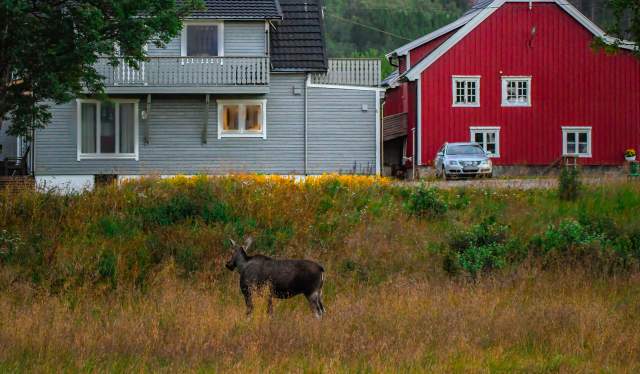Moose in the backyard of someone's home in Vesterålen, Northern Norway
