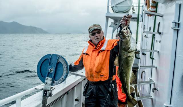 A man is holding a big fish on a fishing boat in Nusfjord in Lofoten, Northern Norway