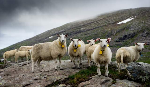 A flock of sheep grazing in the mountains in Fjord Norway