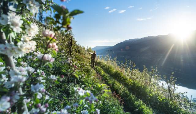 A man is walking among apple trees in full blossom in Hardangerfjord