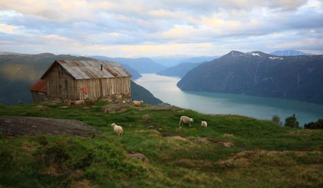 Happy Sheep Sheep Share The Norwegian Right To Roam