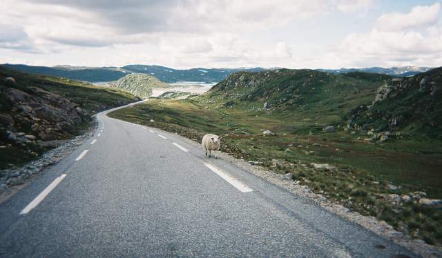 Happy Sheep Sheep Share The Norwegian Right To Roam