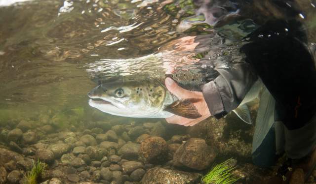 A person holding a salmon underwater in the Bolstadelva river in Voss, Fjord Norway