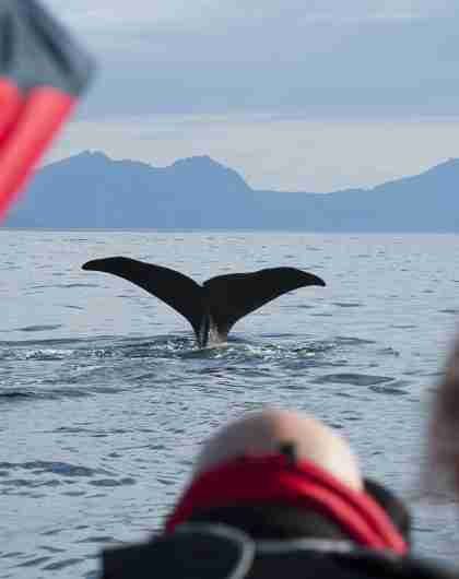 A group of people watching the tail of a whale from a boat in Vesterålen, Northern Norway