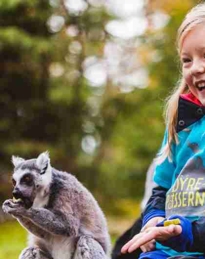A girl is feeding a lemur at the Kristiansand Zoo and Amusement park in Southern Norway