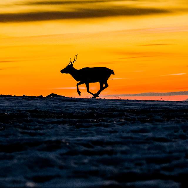 Finnmarksvidda, Finnmark