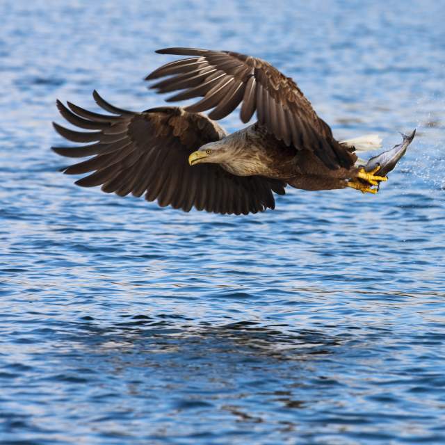 A white-tailed eagly flying very close to the sea surface with a freshly caught fish in its claws, Bodø, Northern Norway