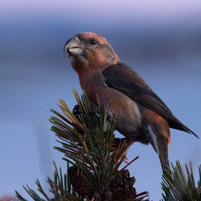 Close-up of a Parrot crossbill on a tree top, Norway