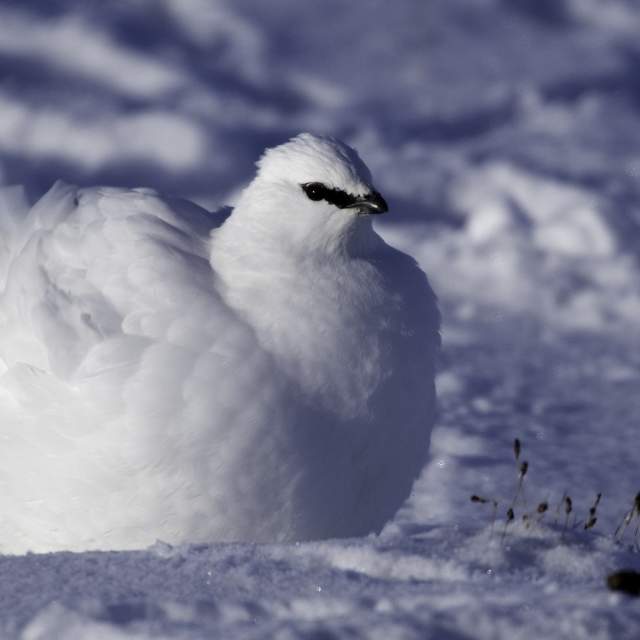 Close-up of a white Rock Ptarmigan in the snow in Norway