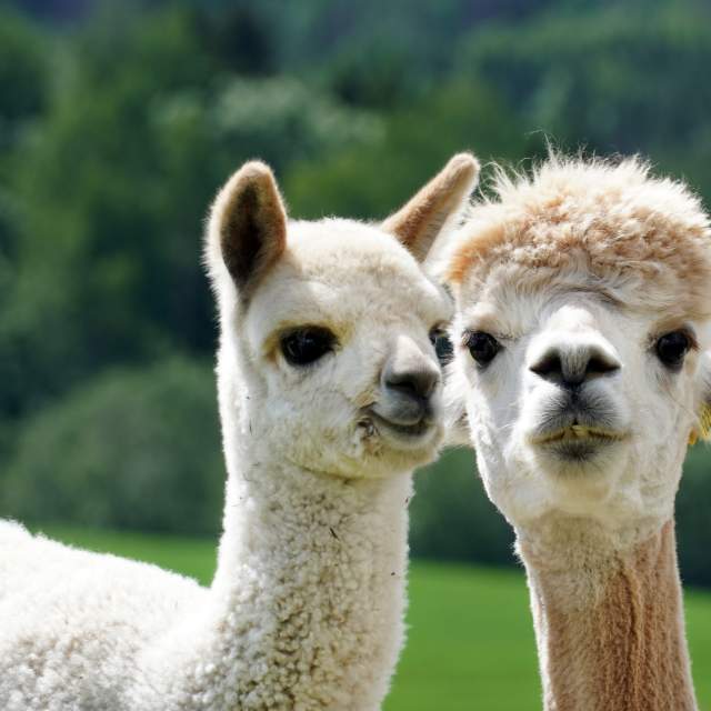 アルパカ様　S (シェ)×2 アルパカ様 S (シェ)×2 アルパカ様 S (シェ)×2 Alpaca2 | ISAGER – amuhibi