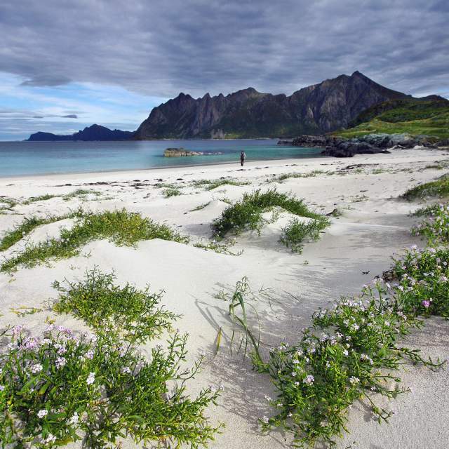 Vesterålen, Norvegia | Balene e momenti memorabili