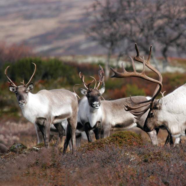 Røros, Norge | Ett av UNESCO:s världsarv