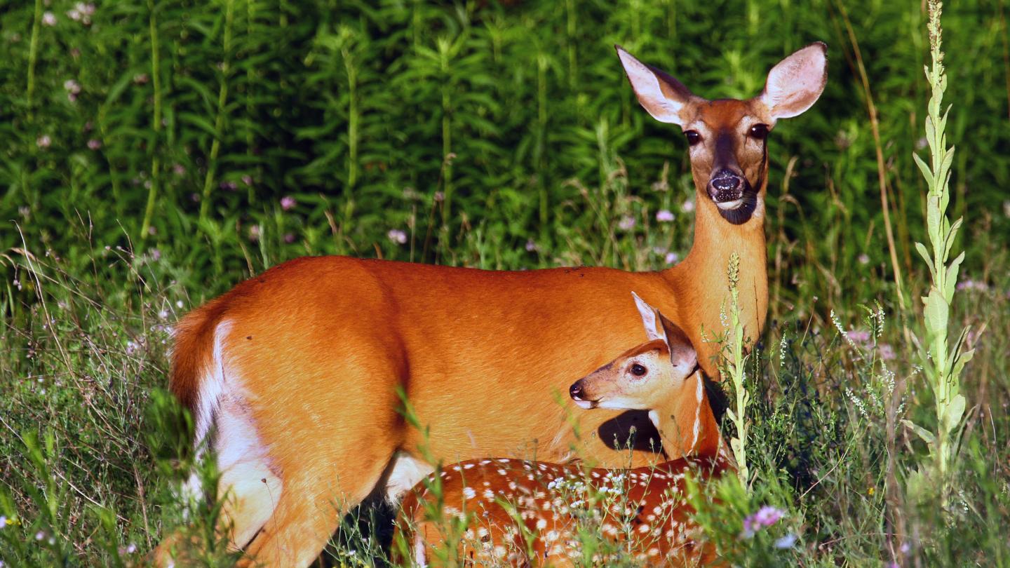 Deer