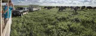 Buffalo Herd at Maxwell Wildlife Refuge