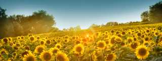 Sunflowers