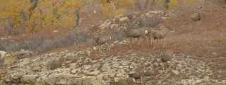 Smoky Valley Scenic Byway - Deer