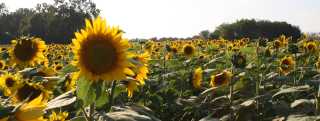Kansas Sunflowers Yellow Flowers Fields Pick Sunflowers
