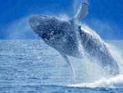 Humpback whale breaching