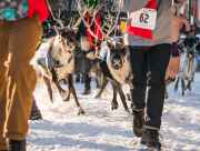 Running of the Reindeer at Anchorage Fur Rendezvous