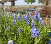 Field of Bluebonnets