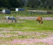 Horses in Wildflower Field
