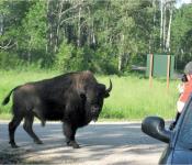 Bison watching, Riding Mountain National Park