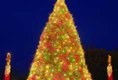 Tumbleweed Tree at Night