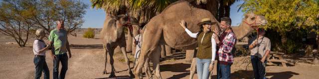 A group enjoying the outdoors with a camel safari in Mesquite, Nevada.
