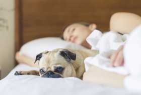 dog friendly hotels boulder co dog friendly hotels boulder co