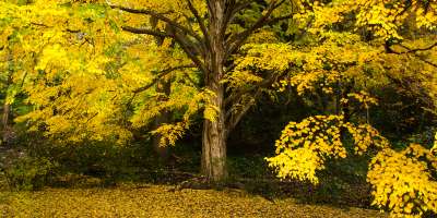 2015 Fall Color: Yellow Tree