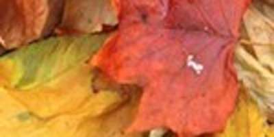 Tail End of Leaf Season