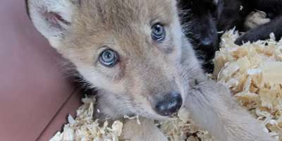 Wolf Pup Pair Prepares for Public Debut