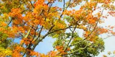 First Signs of Fall Color
