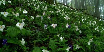 Get Back to Nature with UNC Asheville