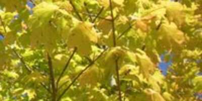 Fall Color Report for September 29th