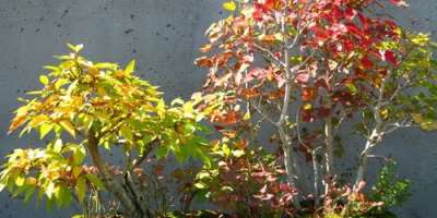 Fall Color Report for October 14