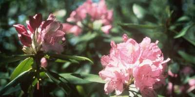 Spring Blooms on Show at NC Arboretum