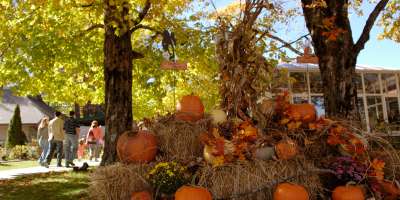 Halloween in Asheville