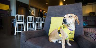 Pet Friendly Finds: Aloft 2