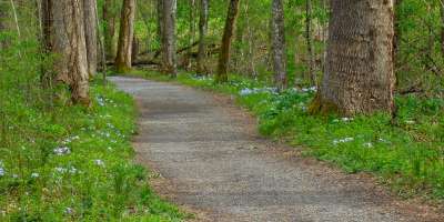 Wildflowers on Oconaluftee River Trail