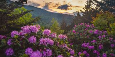 Rhododendron Blooms